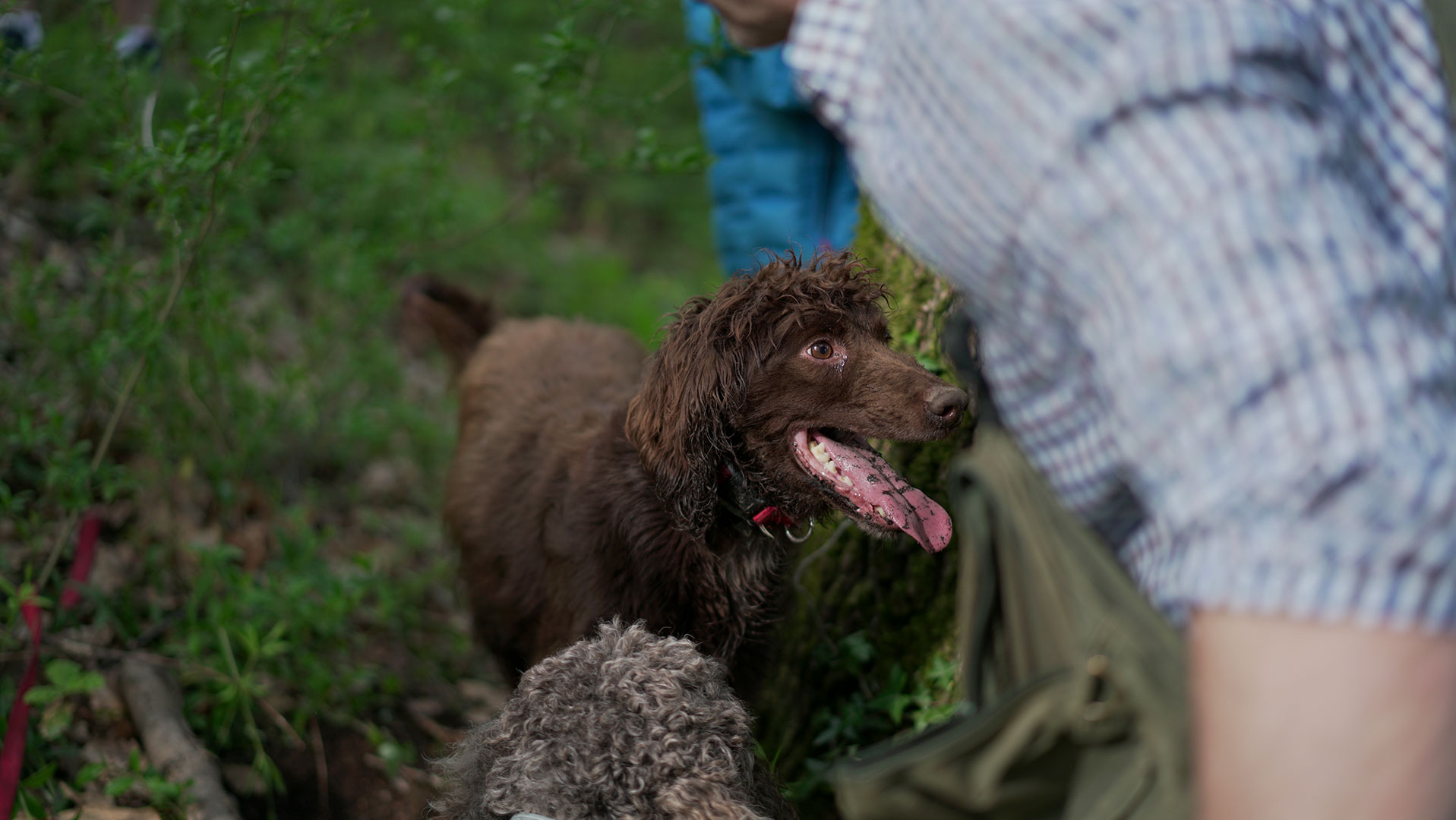 Truffle-Hunting-Le-Pietre-Vive-Experience_8