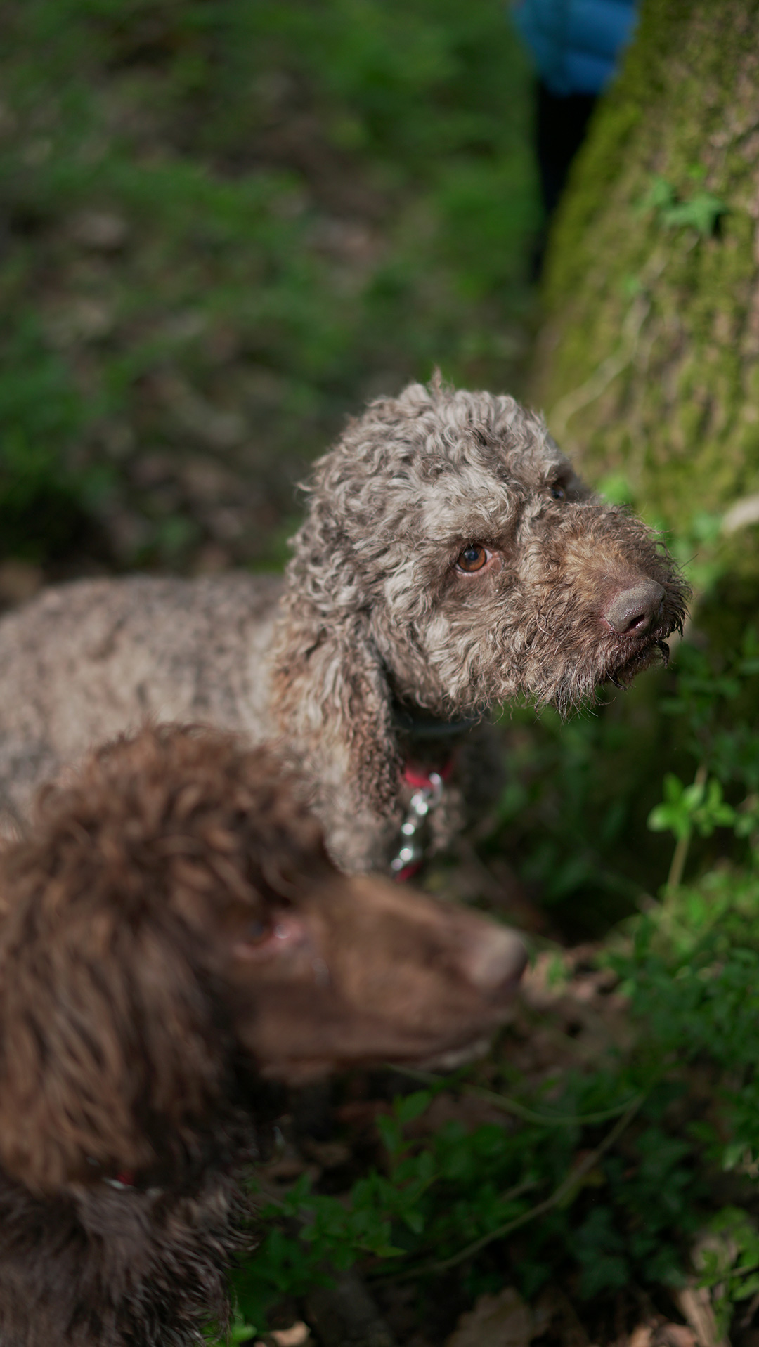 Truffle-Hunting-Le-Pietre-Vive-Experience_9